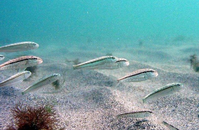 Unde se gasesc cele mai curate ape de pe litoralul romanesc?