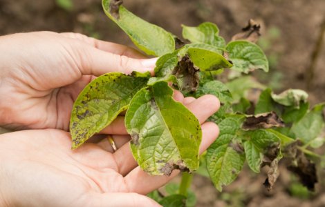 Cum recunosti si cum previi aparitia manei la cultura de cartofi