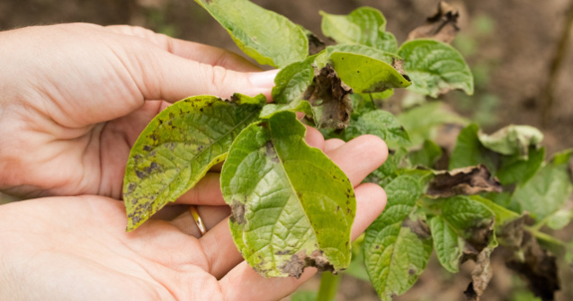 Cum recunosti si cum previi aparitia manei la cultura de cartofi