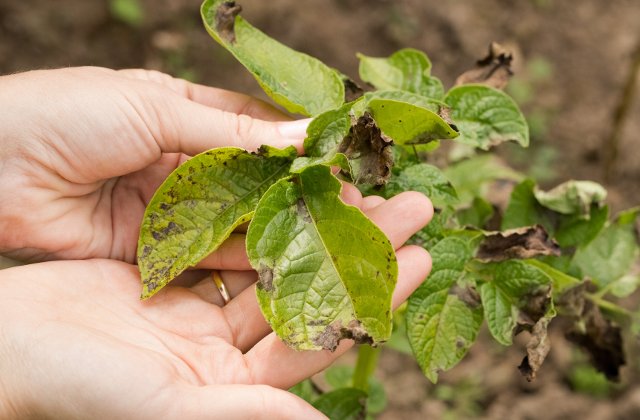 Cum recunosti si cum previi aparitia manei la cultura de cartofi
