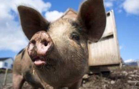 Carnea de porc se va scumpi din cauza preturilor la cereale