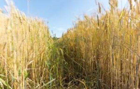 MADR a pierdut 1,3 milioane de tone de grau