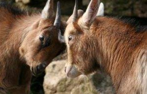 Basescu ameninta cu anchete, iar USL va ataca boicotul