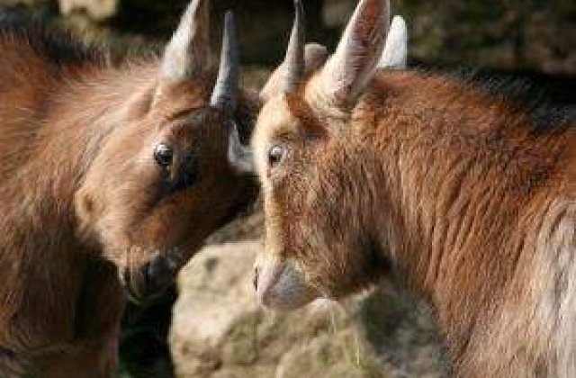 Basescu ameninta cu anchete, iar USL va ataca boicotul