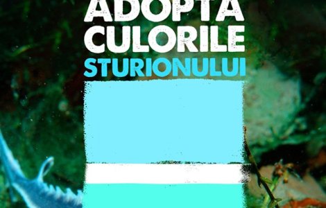Sturionul, aurul si caviarul: Pretul unui sturion ajunge la 40.000 Euro. Cat un kilogram de aur!