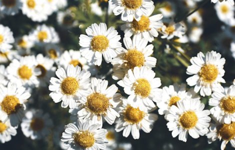 Substanta anticanceroasa, descoperita de cercetatori intr-o floare comuna