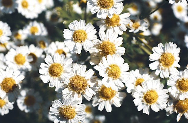 Substanta anticanceroasa, descoperita de cercetatori intr-o floare comuna