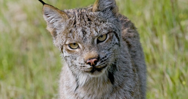 Un pui de ras, sugrumat si tras in teapa de doi tineri din Brasov