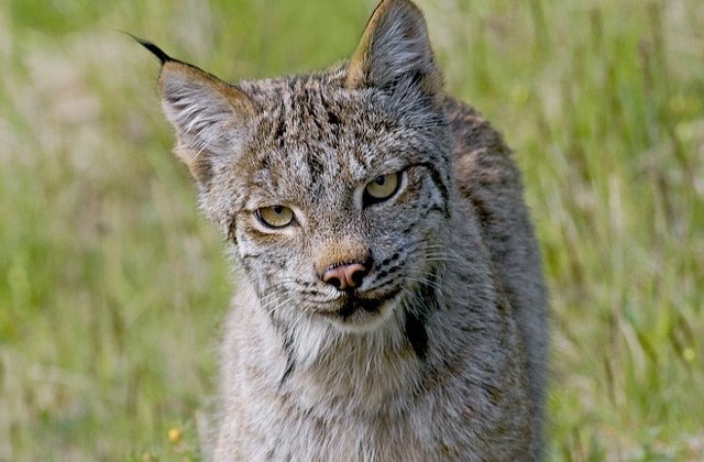 Un pui de ras, sugrumat si tras in teapa de doi tineri din Brasov/ FOTO