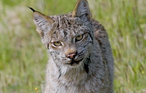 Un pui de ras, sugrumat si tras in teapa de doi tineri din Brasov/ FOTO