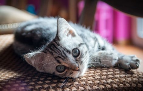  Top  10+ explicatii din spatele celor mai bizare comportamente ale pisicilor