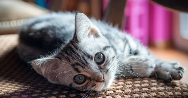  Top  10+ explicatii din spatele comportamentelor bizare ale pisicilor