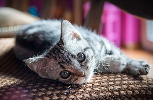 10+ explicatii din spatele celor mai bizare comportamente ale pisicilor