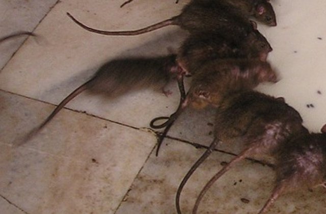 Magazin, invadat de sobolani. Reactia reprezentantilor: Ne cerem scuze pentru ca v-am facut sa va simtiti inconfortabil / VIDEO