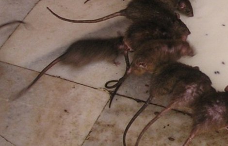 Magazin, invadat de sobolani. Reactia reprezentantilor: Ne cerem scuze pentru ca v-am facut sa va simtiti inconfortabil / VIDEO