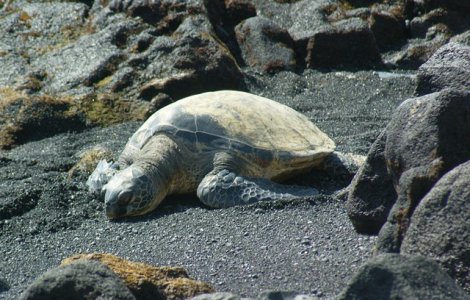 O broasca testoasa dintr-o specie pe cale de disparitie a murit din cauza poluarii