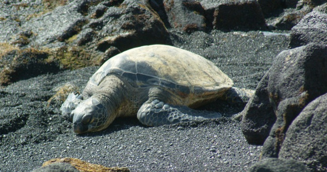 O broasca testoasa dintr-o specie pe cale de disparitie a murit din cauza poluarii