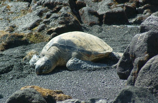 O broasca testoasa dintr-o specie pe cale de disparitie a murit din cauza poluarii
