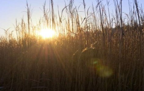 Prognoza meteo in intervalul 12 - 25 august: canicula si scurte perioade de racire accentuata