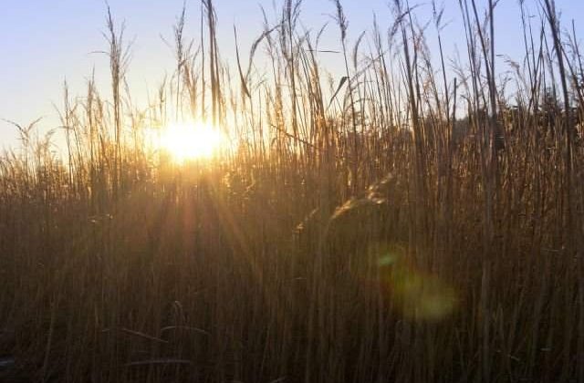 Prognoza meteo in intervalul 12 - 25 august: canicula si scurte perioade de racire accentuata