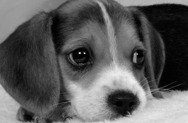 Catei modificati genetic ce stralucesc in intuneric