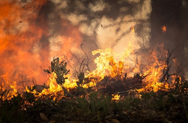 Incendii de vegetatie in Insula spaniola Gran Canaria
