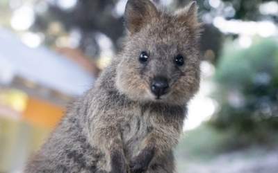 Quokka, o specie pe cale de...