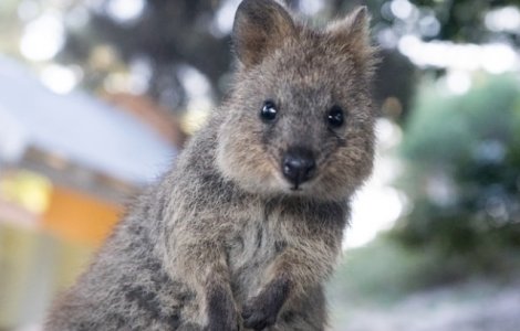 Quokka, o specie pe cale de disparitie, va avea propria zi dedicata in Australia