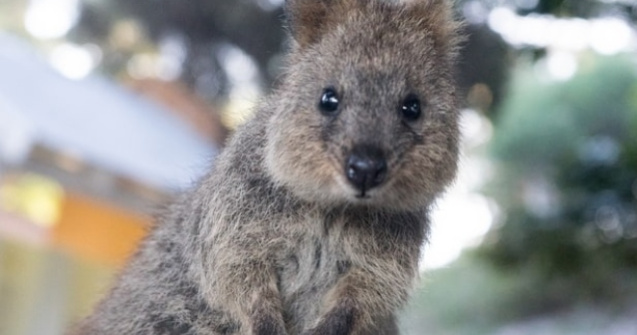 Quokka va avea propria zi dedicata in Australia