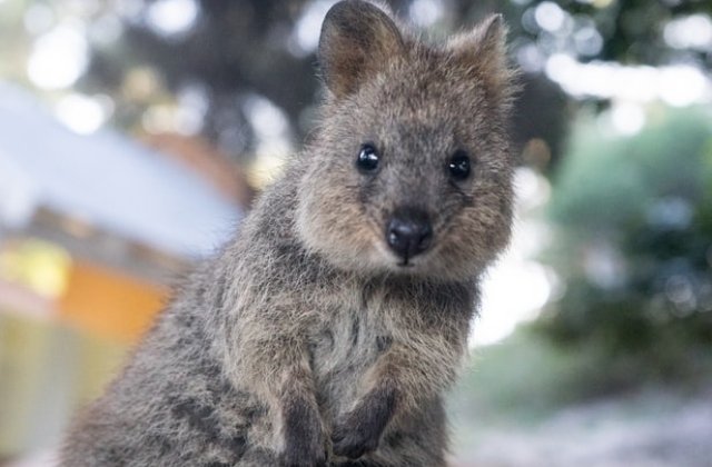 Quokka, o specie pe cale de disparitie, va avea propria zi dedicata in Australia