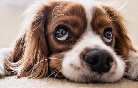  Top  15 rase de caini care raman la fel de mici si cand cresc