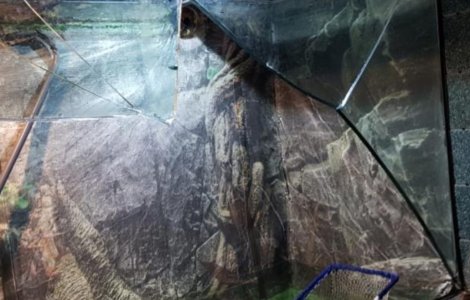 Constanta: Adolescenta ranita la Acvariu, dupa ce un bazin cu 4 tone de apa s-a spart