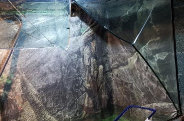 Constanta: Adolescenta ranita la Acvariu, dupa ce un bazin cu 4 tone de apa s-a spart