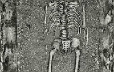 Studiu: Homo erectus traia alaturi de alte specii de hominizi