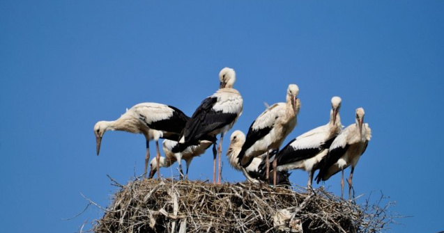 Record absolut in 2019 - un cuib cu sapte pui de barza, descoperit in judetul Suceava