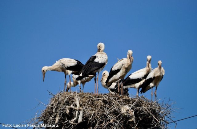 Record absolut in 2019 - un cuib cu sapte pui de barza, descoperit in judetul Suceava
