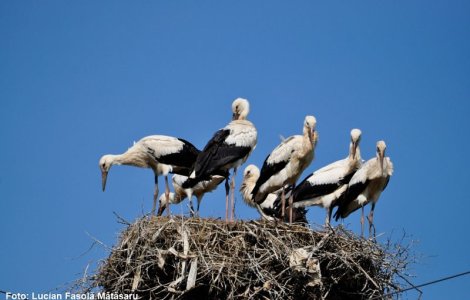Record absolut in 2019 - un cuib cu sapte pui de barza, descoperit in judetul Suceava