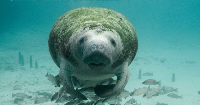 Un pui de dugong, salvat in aprilie pe o plaja din Thailanda, a murit din cauza plasticului ingerat