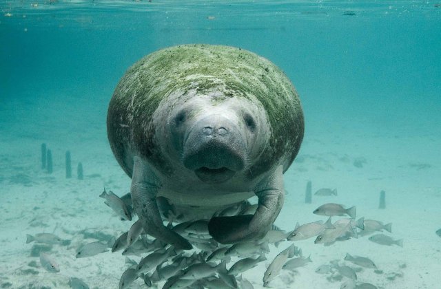 Un pui de dugong, salvat in aprilie pe o plaja din Thailanda, a murit din cauza plasticului ingerat