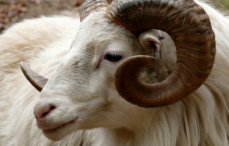 Un batran din Apuseni a murit dupa ce a fost atacat de un berbec