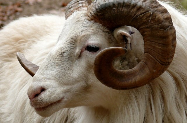 Un batran din Apuseni a murit dupa ce a fost atacat de un berbec