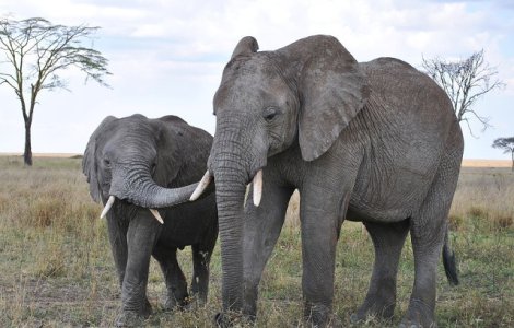 Victorie istorica - Este interzisa vanzarea de elefanti gradinilor zoologice