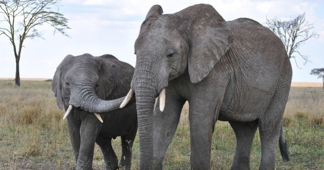 Victorie istorica - Este interzisa vanzarea de elefanti gradinilor zoologice