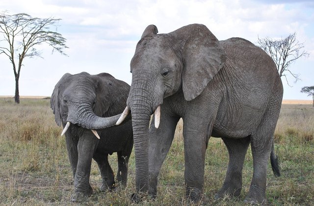 Victorie istorica - Este interzisa vanzarea de elefanti gradinilor zoologice