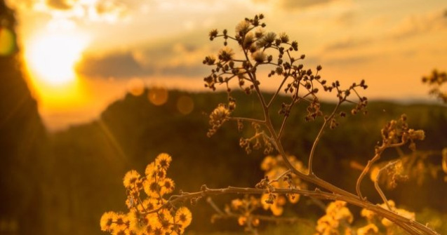 Prognoza meteo pentru urmatoarele doua saptamani: Vreme caniculara si precipitatii in general reduse cantitativ