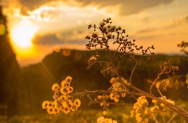 Prognoza meteo pentru urmatoarele doua saptamani: Vreme caniculara si precipitatii in general reduse cantitativ