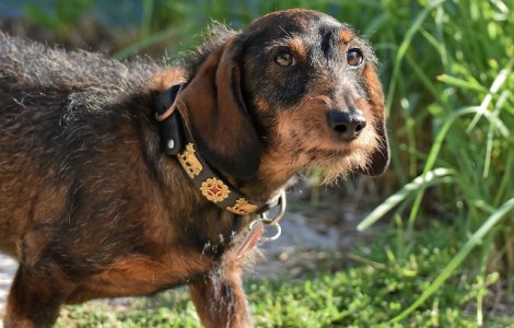  Top  8 motive pentru care este indicat sa adopti un caine adult