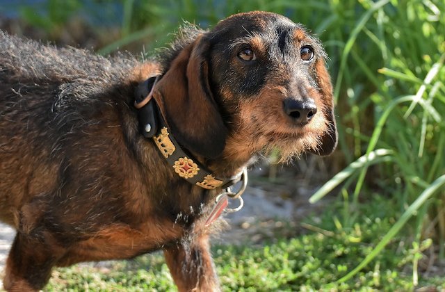 8 motive pentru care este indicat sa adopti un caine adult