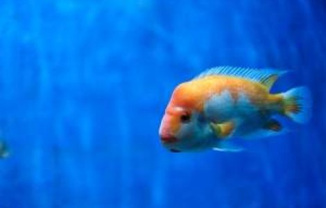 Ce animale au companiile in birouri?