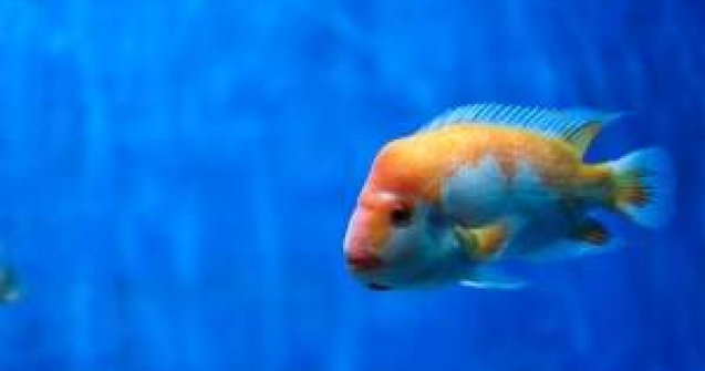 Ce animale au companiile in birouri?